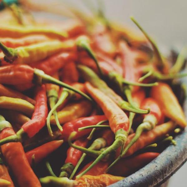 Dried red chillies